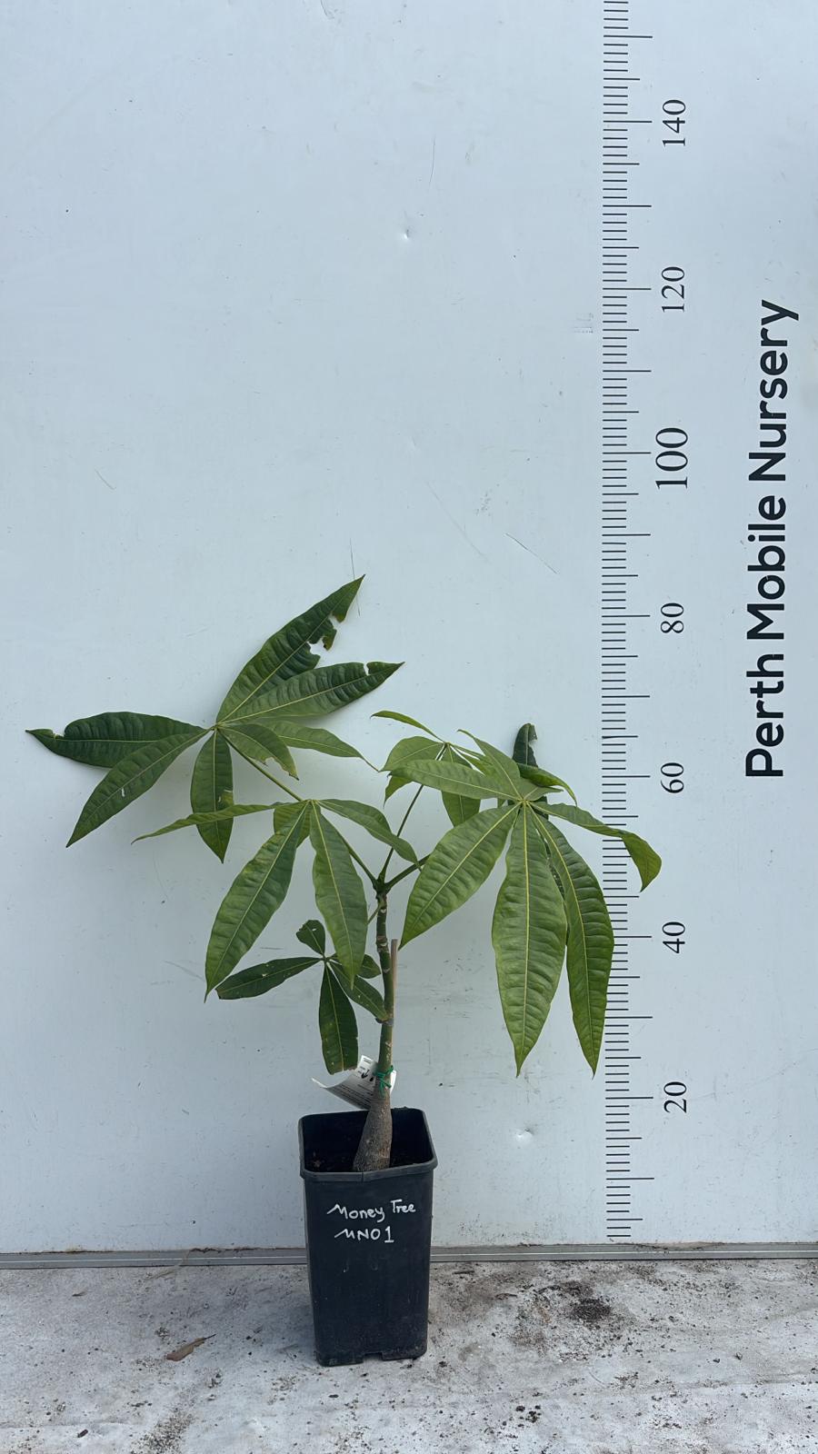 Pachira Aquatica (Money Tree)