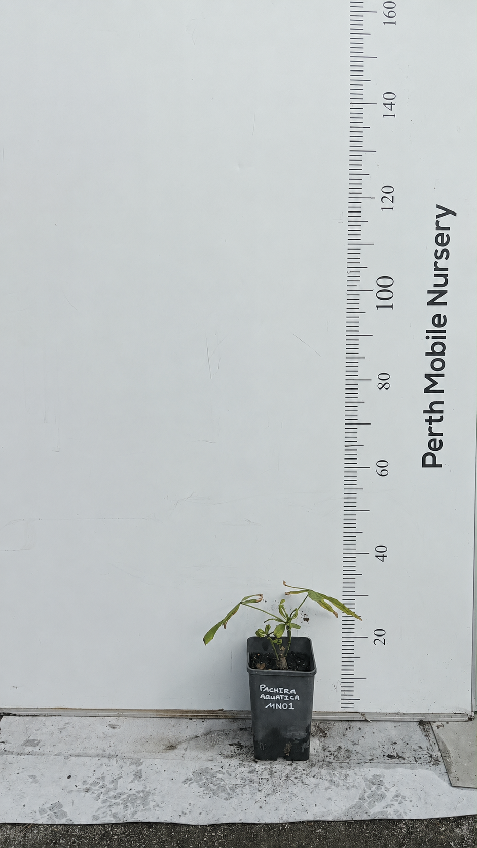 Pachira Aquatica (Money Tree)