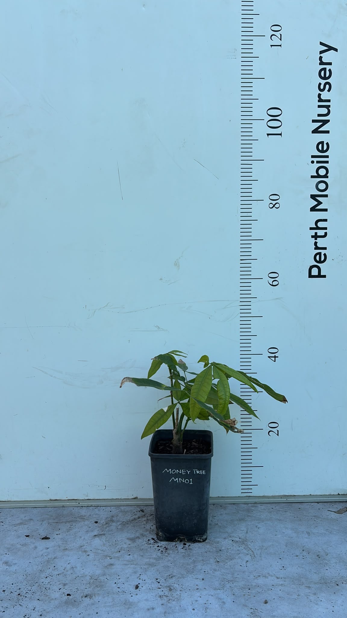Pachira Aquatica (Money Tree)