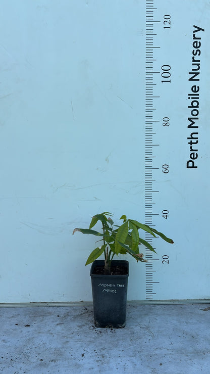 Pachira Aquatica (Money Tree)