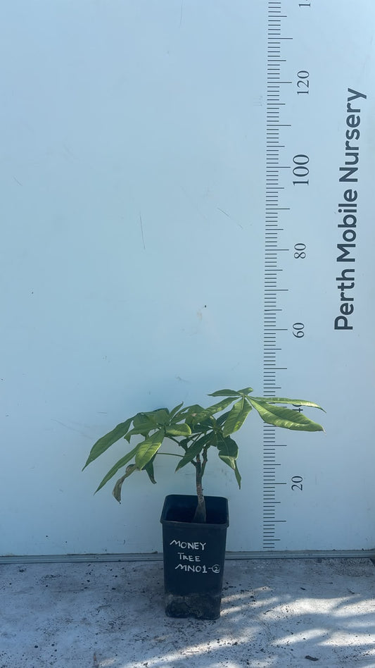 Pachira Aquatica (Money Tree)