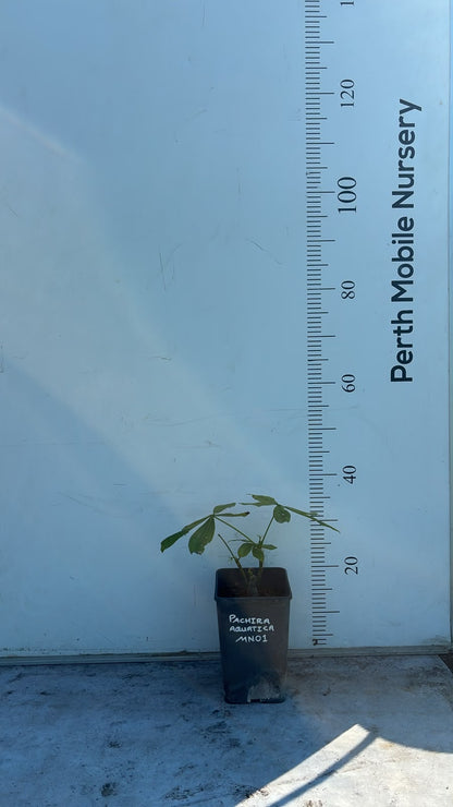 Pachira Aquatica (Money Tree)