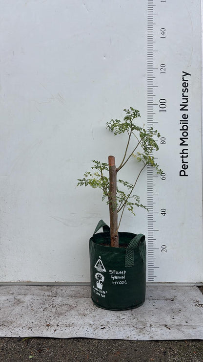 Moringa Tree