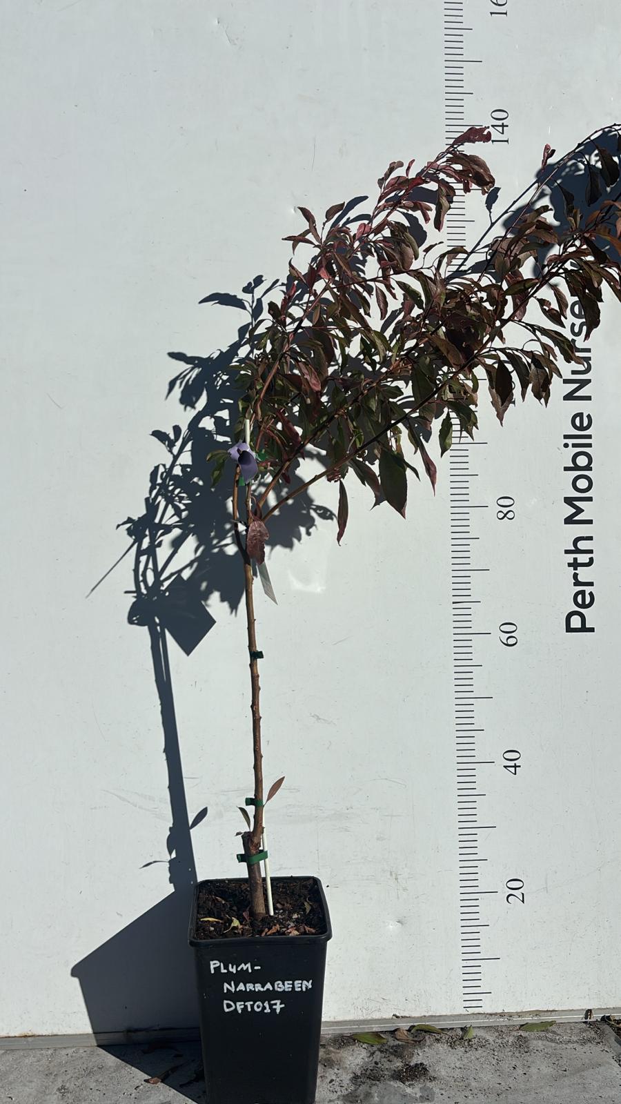 Dwarf Fruit Tree Plum Red Flesh