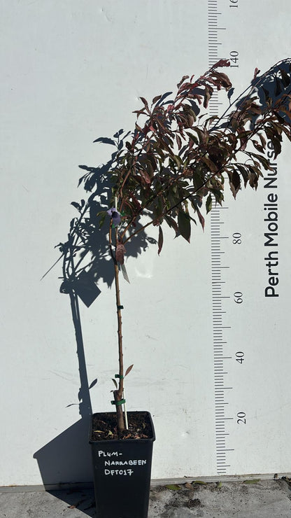 Dwarf Fruit Tree Plum Red Flesh
