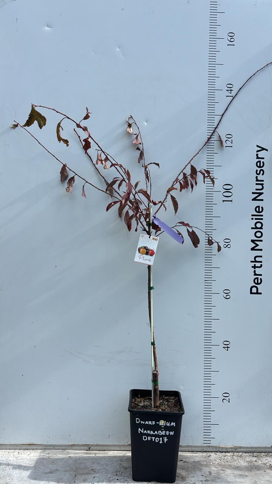 Dwarf Fruit Tree Plum Red Flesh