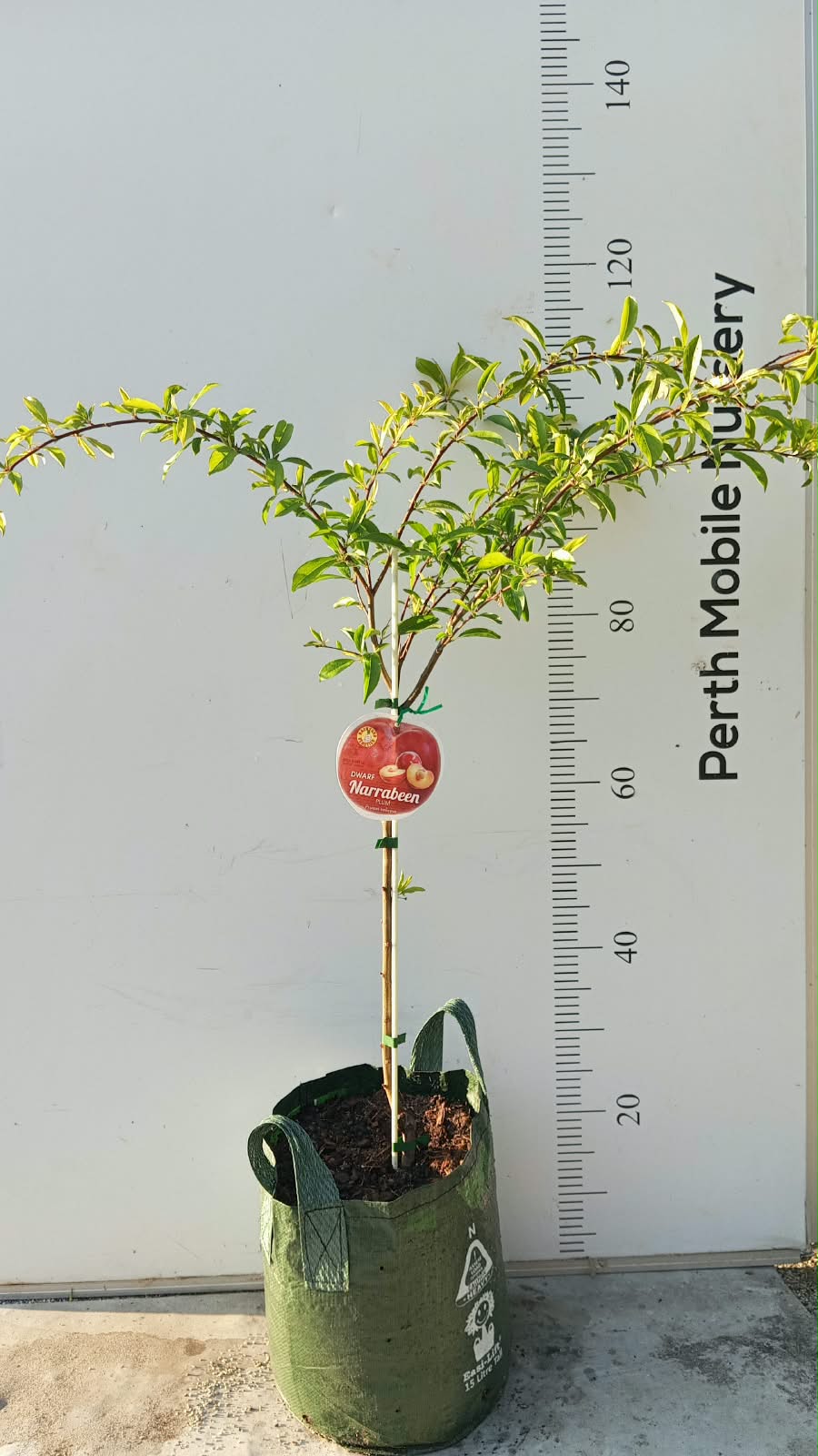 Dwarf Fruit Tree Plum Red Flesh