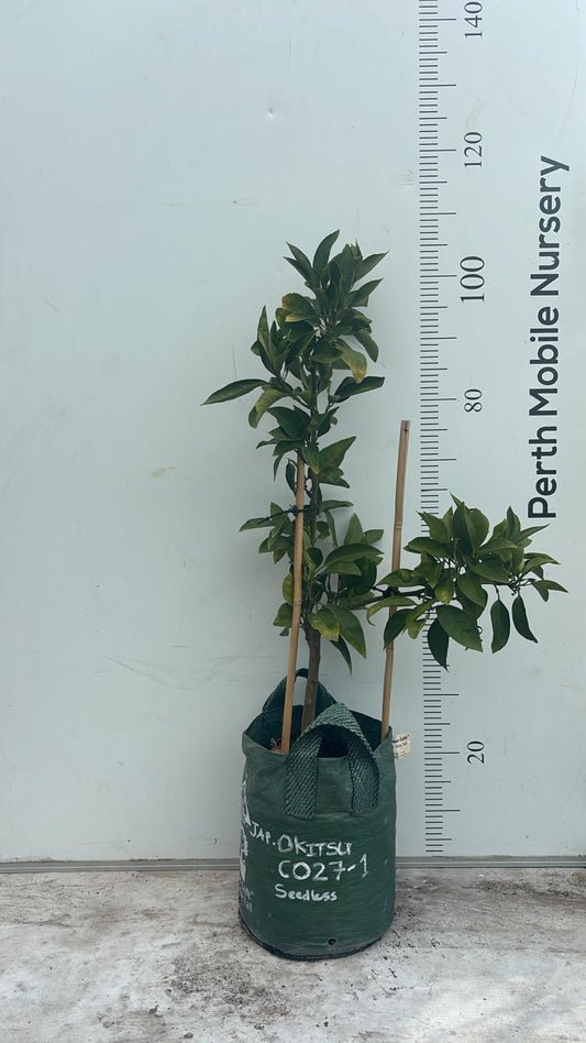 Semi Dwarf Okitsu Japanese Mandarin Fruit Tree
