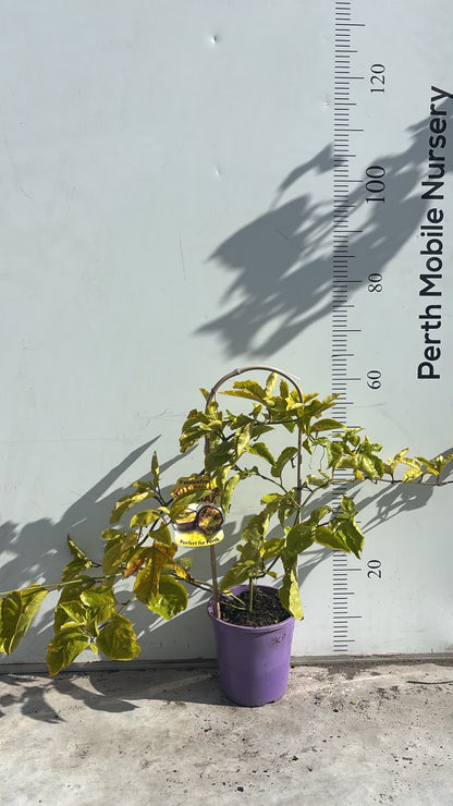 Passionfruit Vine Plant