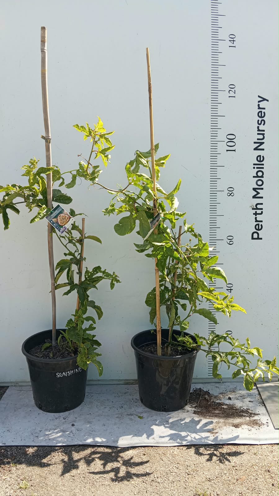 Passionfruit Vine Plant