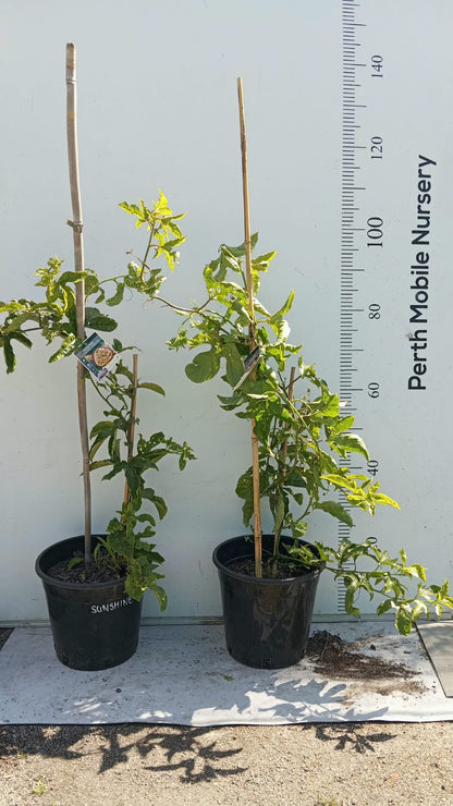 Passionfruit Vine Plant
