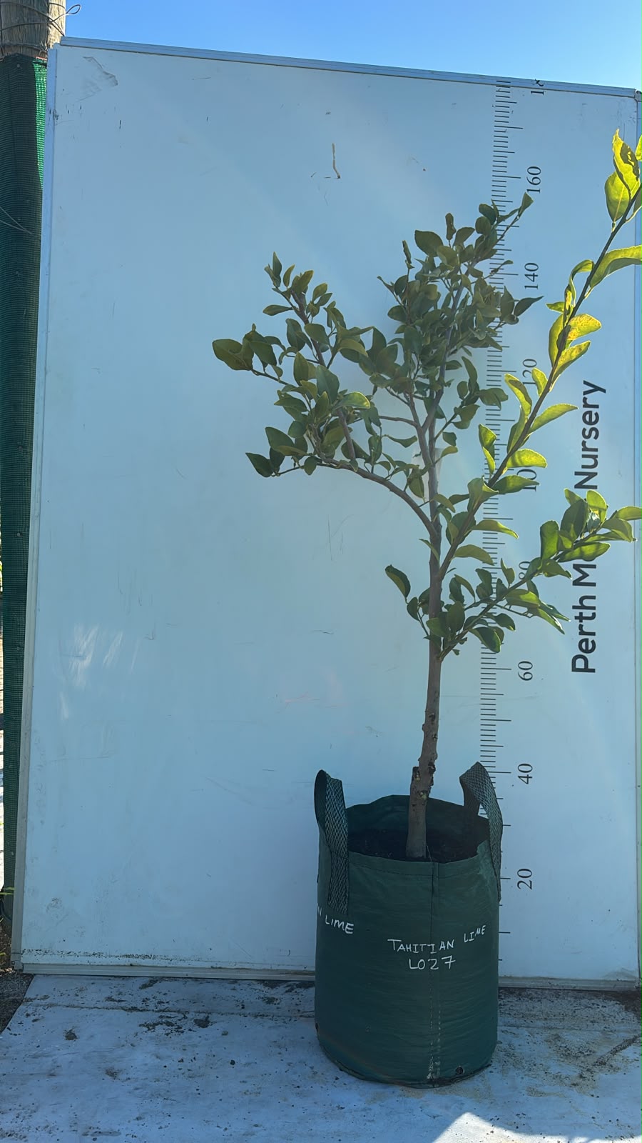 Persian Tahitian Lime Citrus Fruit Tree