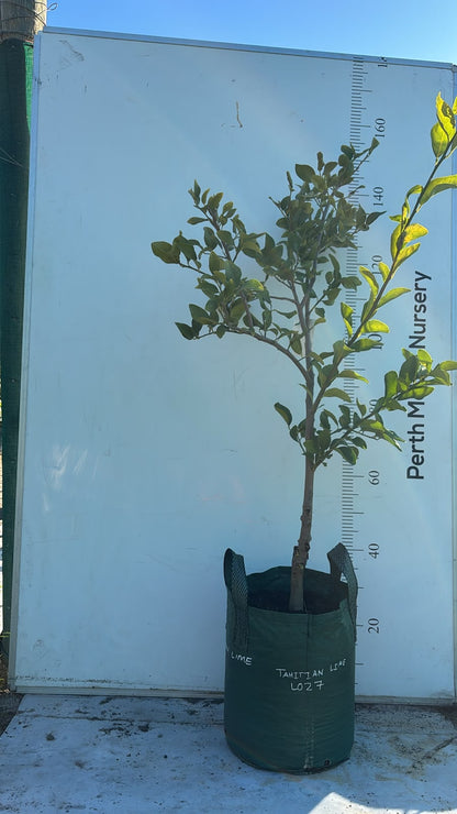 Persian Tahitian Lime Citrus Fruit Tree