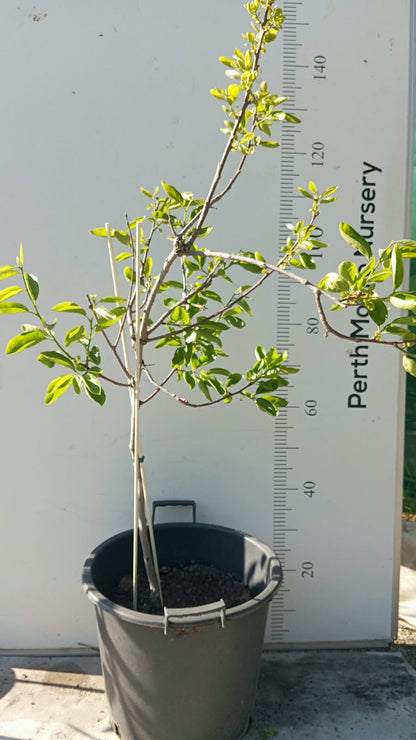 Persimmon Fuyu Fruit Tree