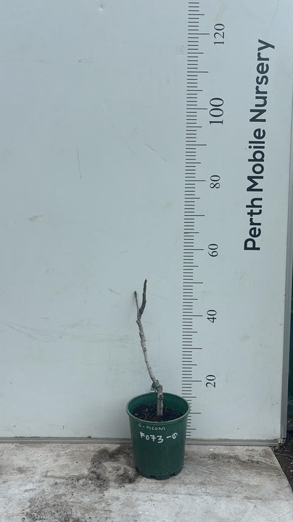 Piconi Fig Tree