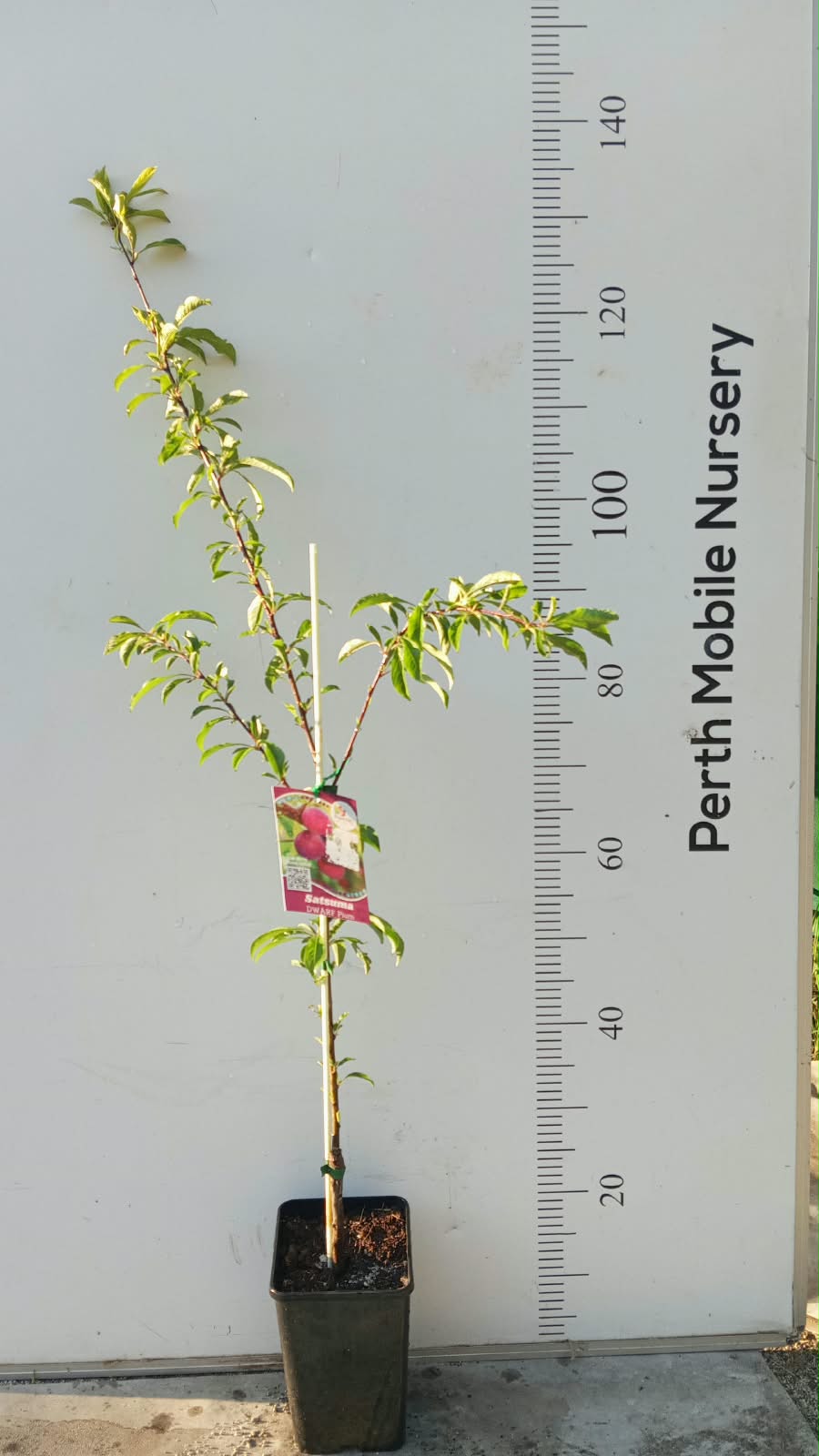 Dwarf Fruit Tree Plum Red Flesh