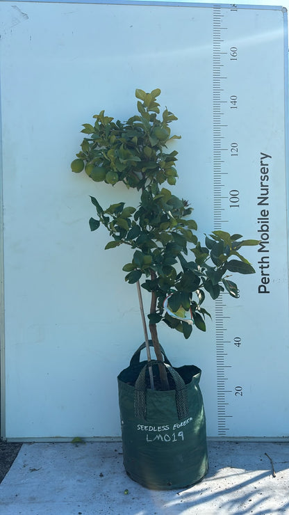 Seedless Eureka Lemon