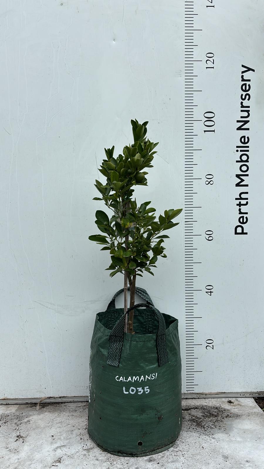 Calamansi Calamondin Fruit Tree