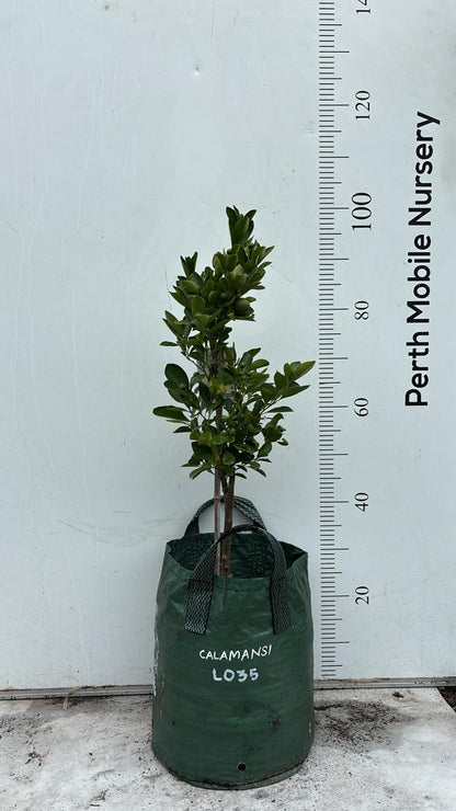Calamansi Calamondin Fruit Tree
