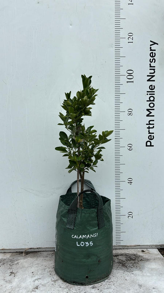 Calamansi Calamondin Fruit Tree