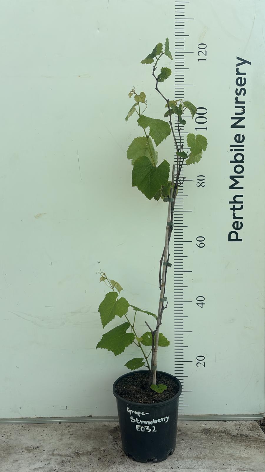 Grape Vines Fruiting