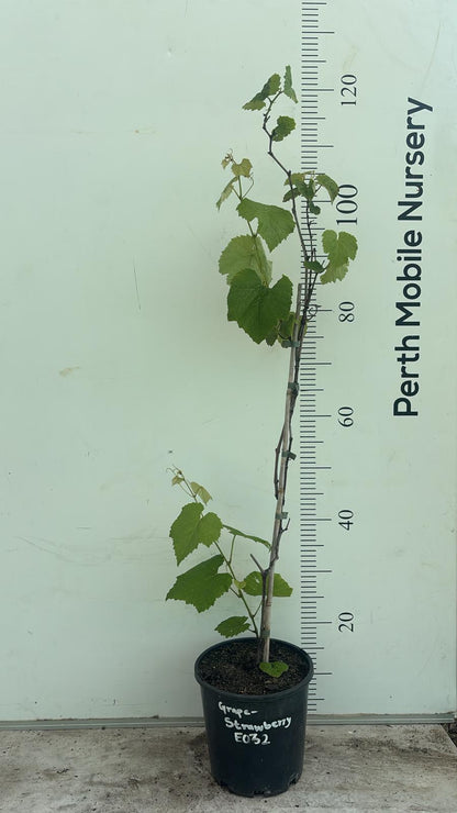 Grape Vines Fruiting