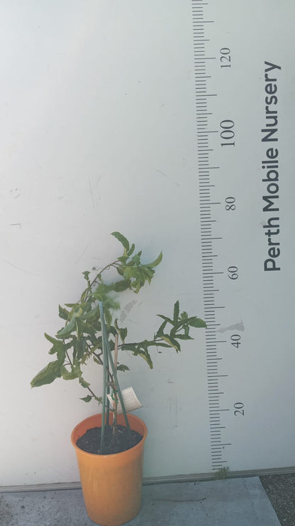 Passionfruit Vine Plant