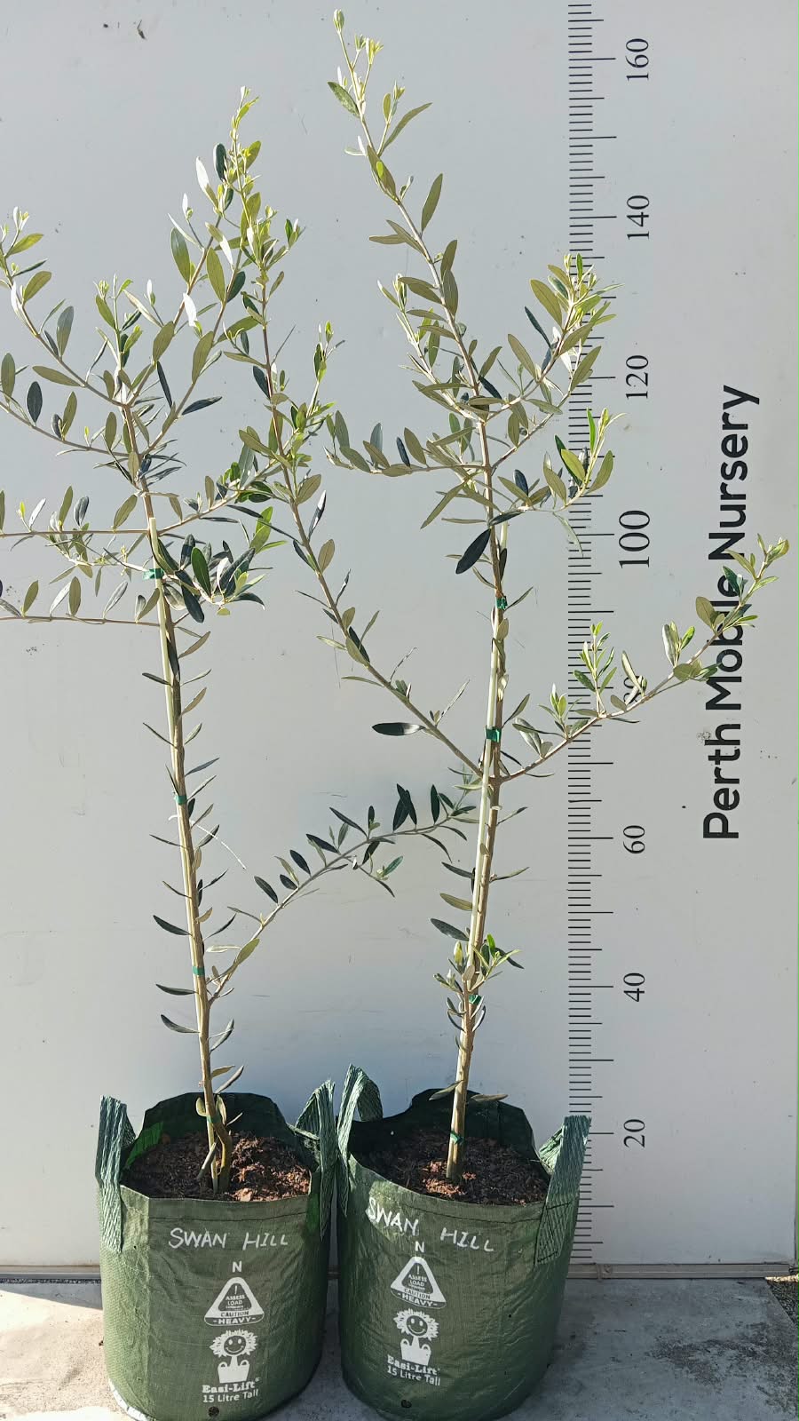 Olive Tree