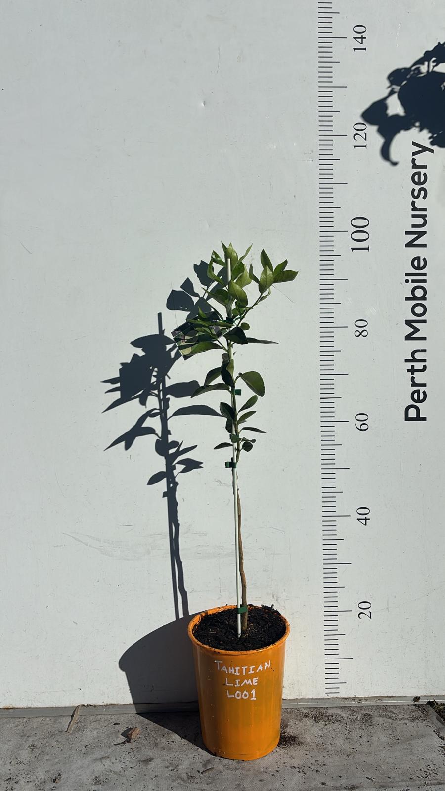 Persian Tahitian Lime Citrus Fruit Tree