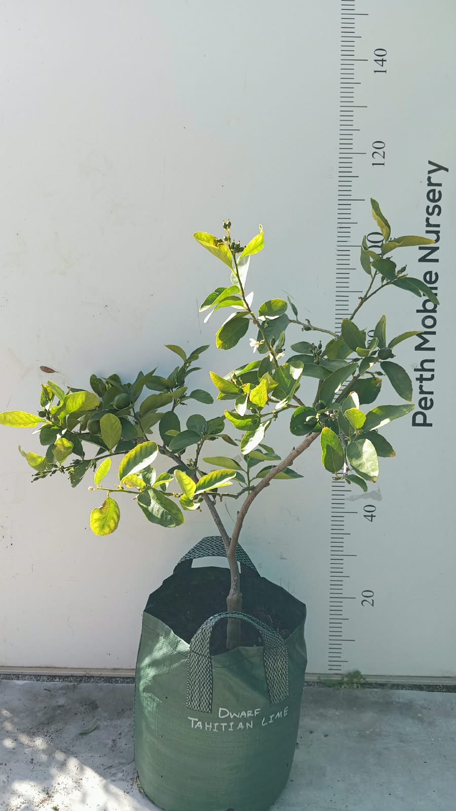 Persian Tahitian Lime Citrus Fruit Tree
