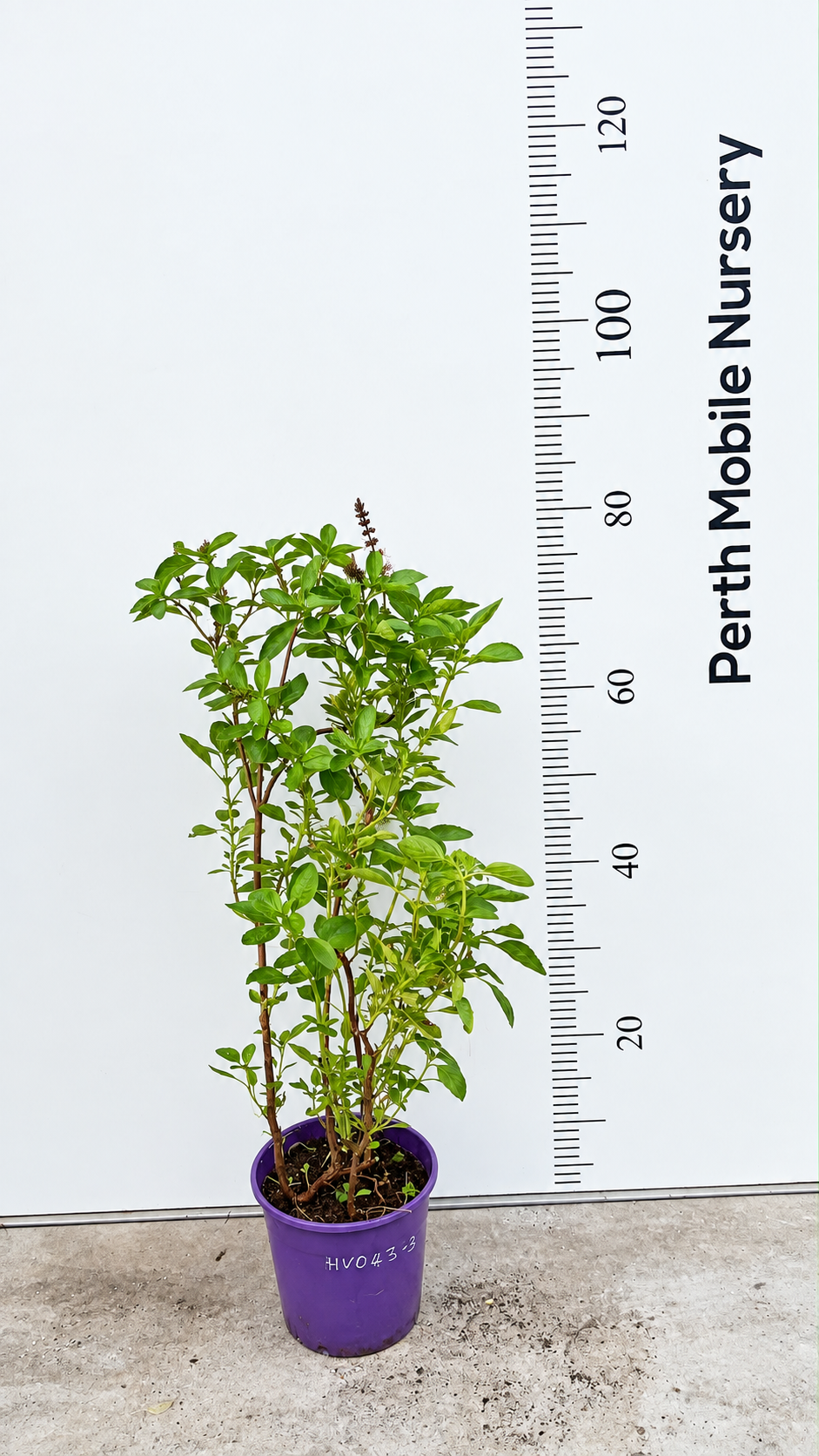 Basil Tulsi