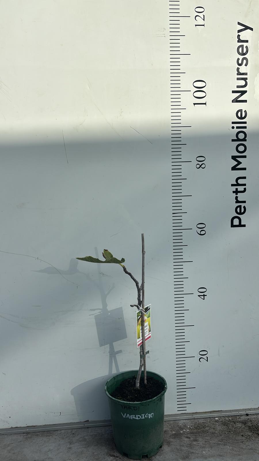 Fig Tree Vardigo