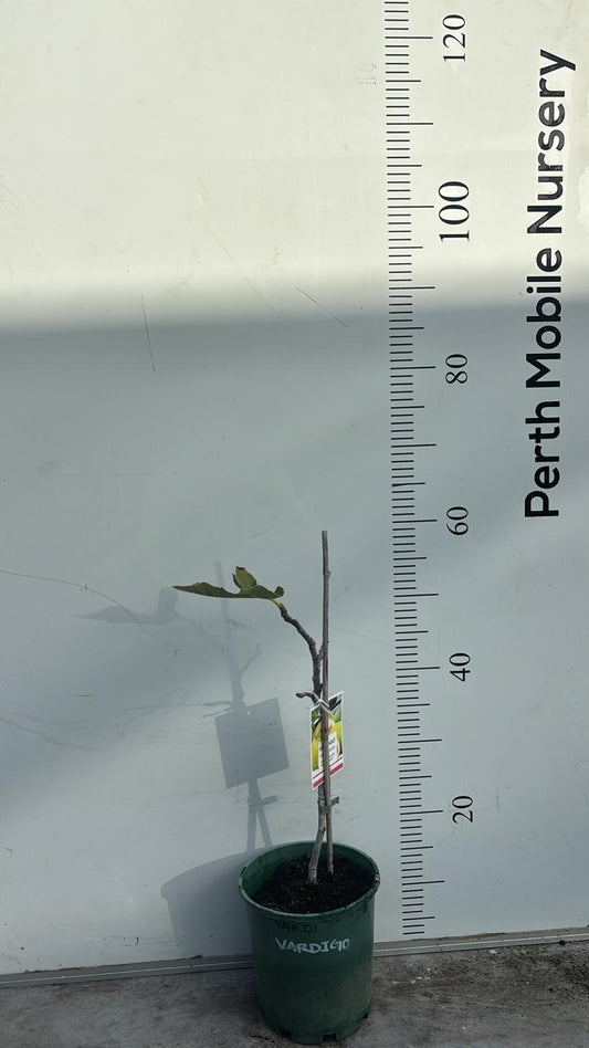 Fig Tree Vardigo