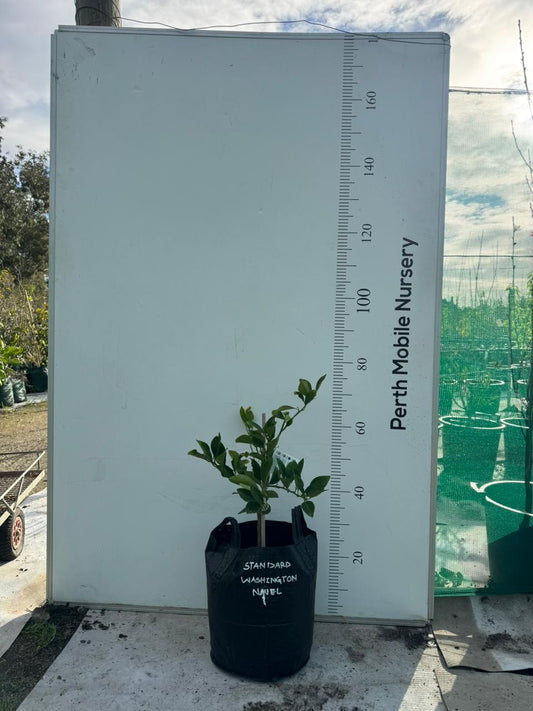 Washington Navel Orange Fruit Tree
