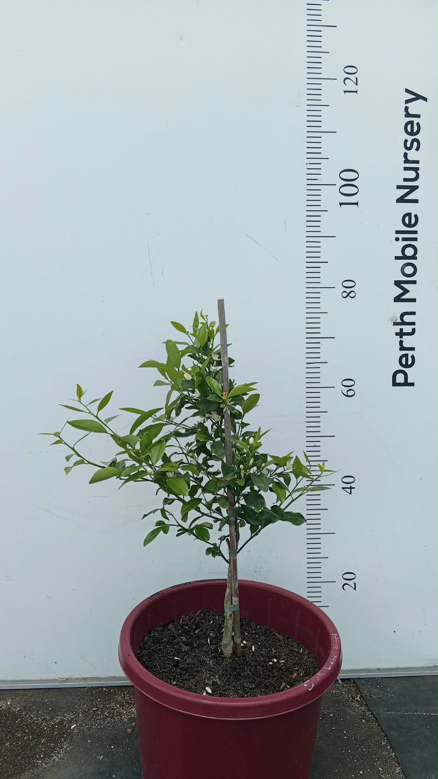 Washington Navel Orange Fruit Tree