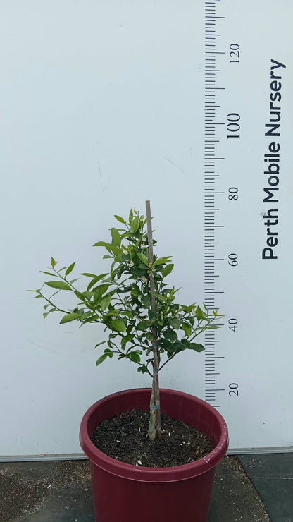 Washington Navel Orange Fruit Tree