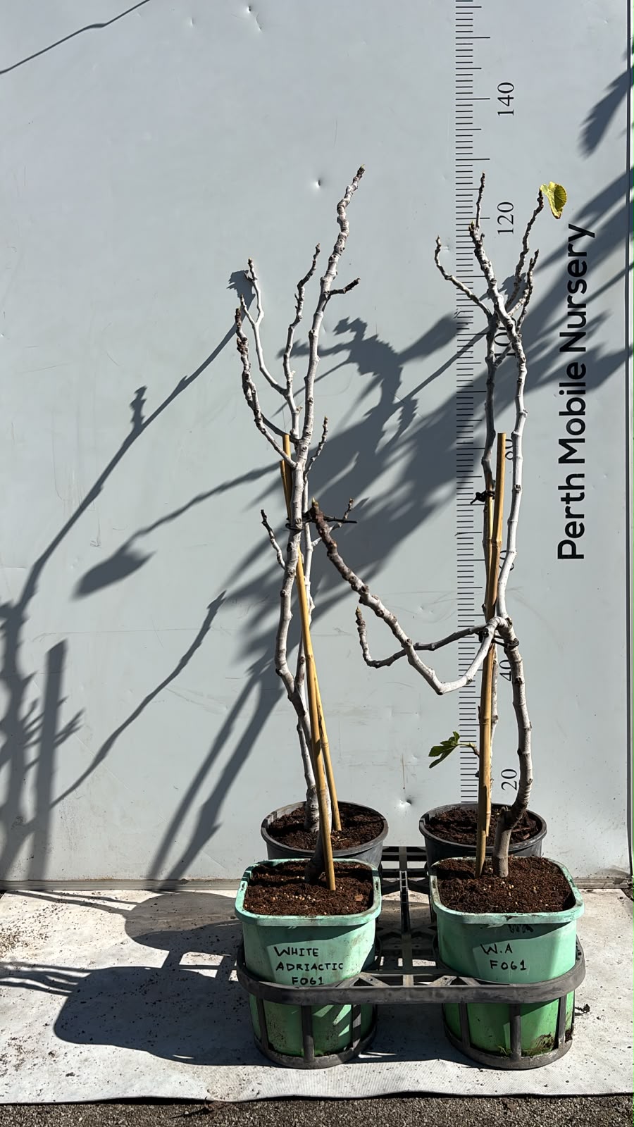 Fig Tree White Adriatic