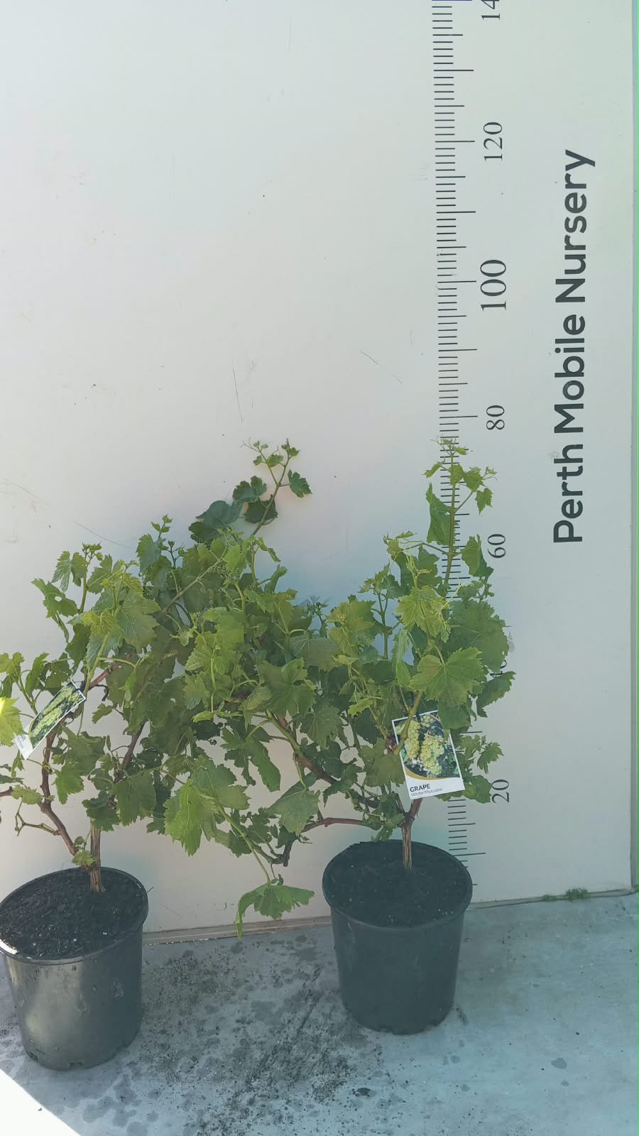 Grape Vines Fruiting