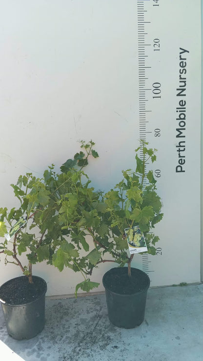 Grape Vines Fruiting