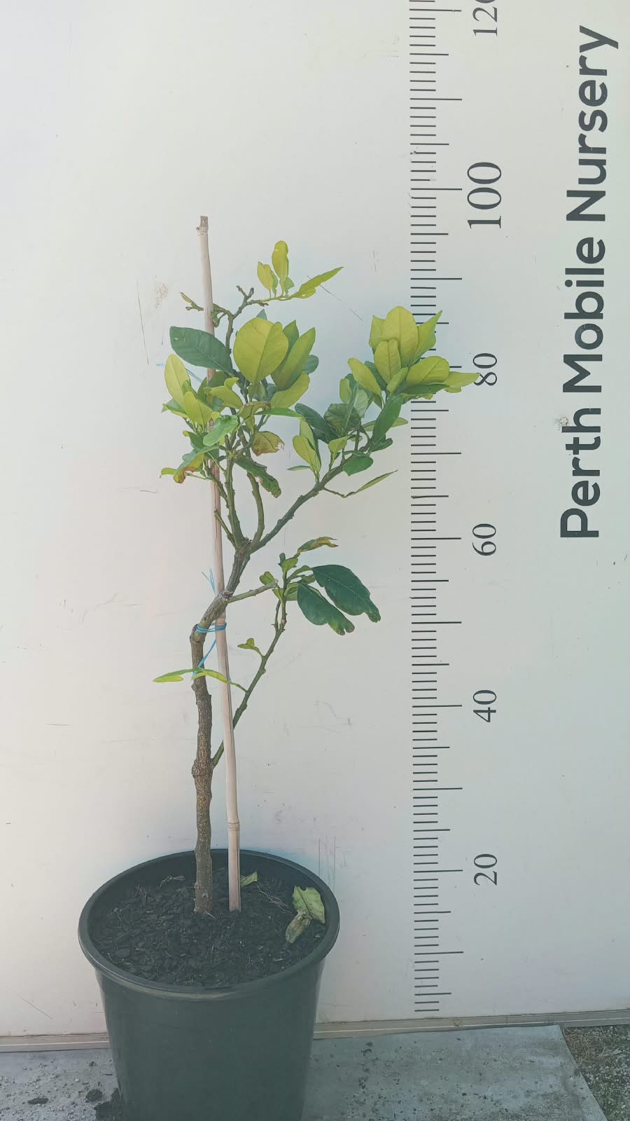 White Pomelo Fruit Tree