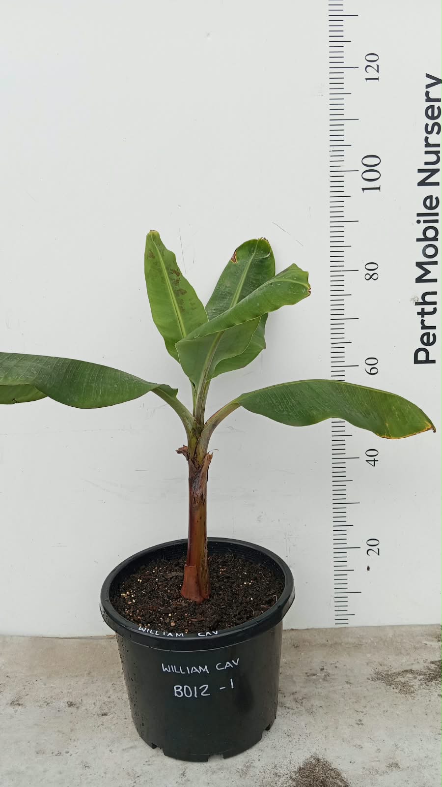 William Banana Tree