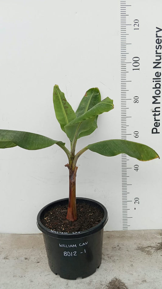 William Banana Tree