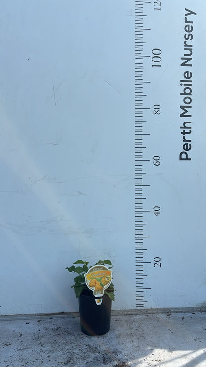 Raspberry Bush