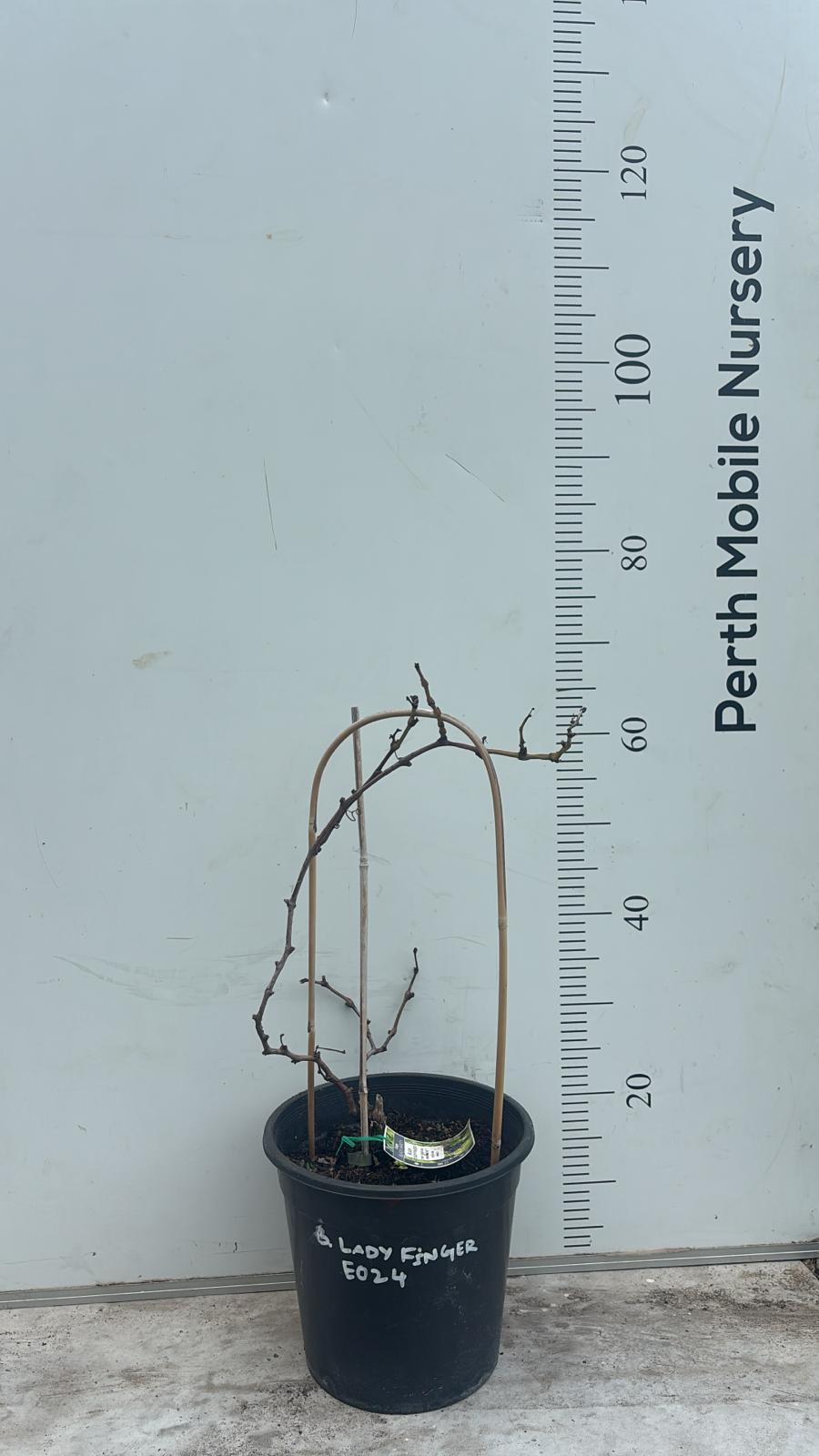 Grape Vines Fruiting