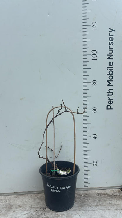 Grape Vines Fruiting