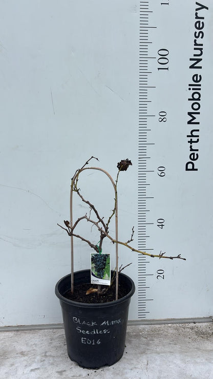 Grape Vines Fruiting