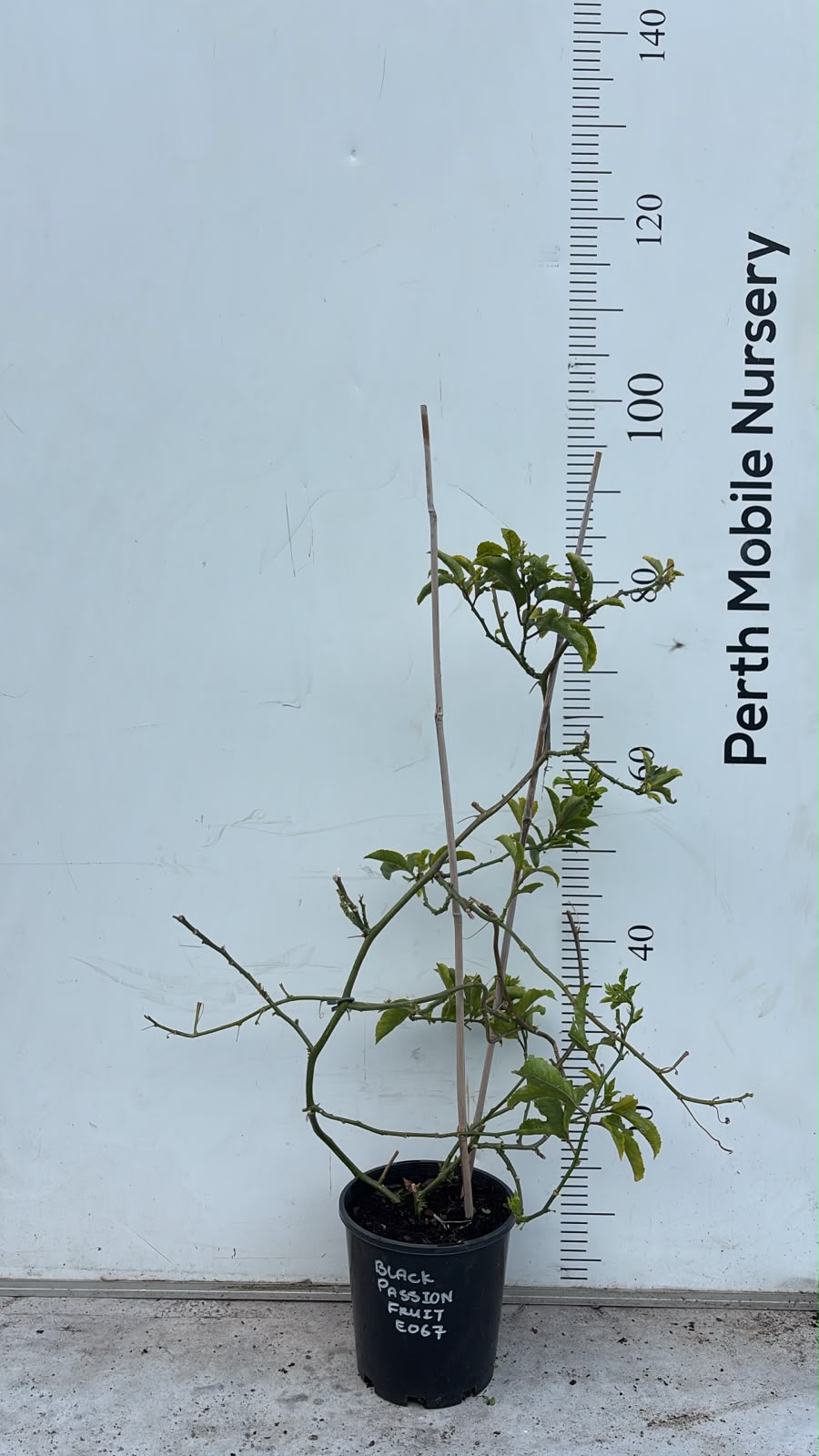 Passionfruit Vine Plant