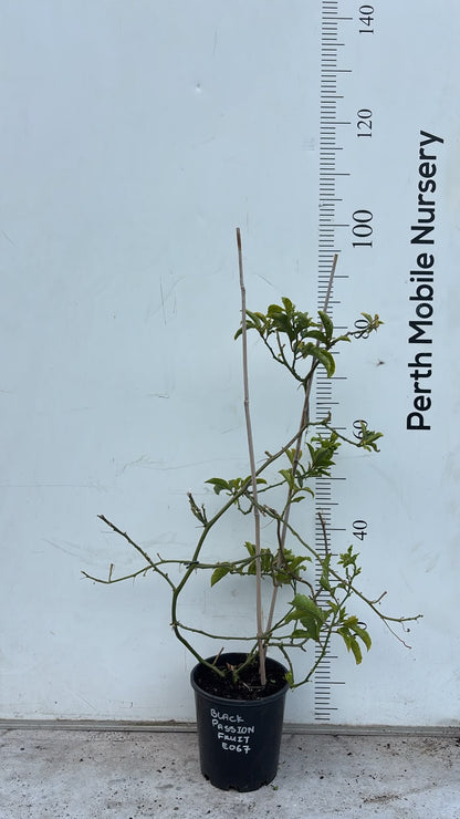 Passionfruit Vine Plant