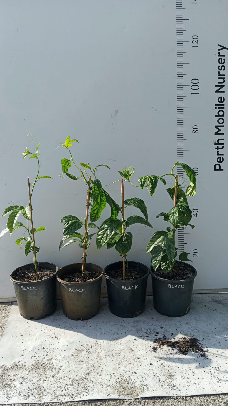 Passionfruit Vine Plant