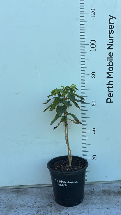 Coffee Tree Arabica Catuai Rojo
